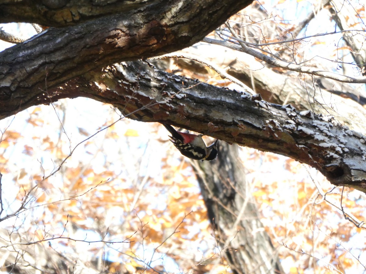 Great Spotted Woodpecker - ML646959910