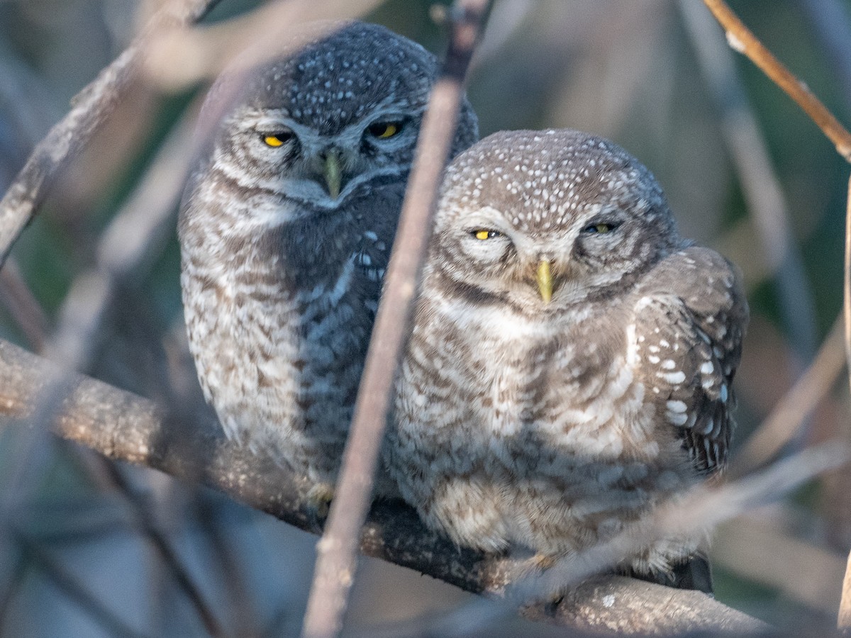 Chevêche brame - ML646959911