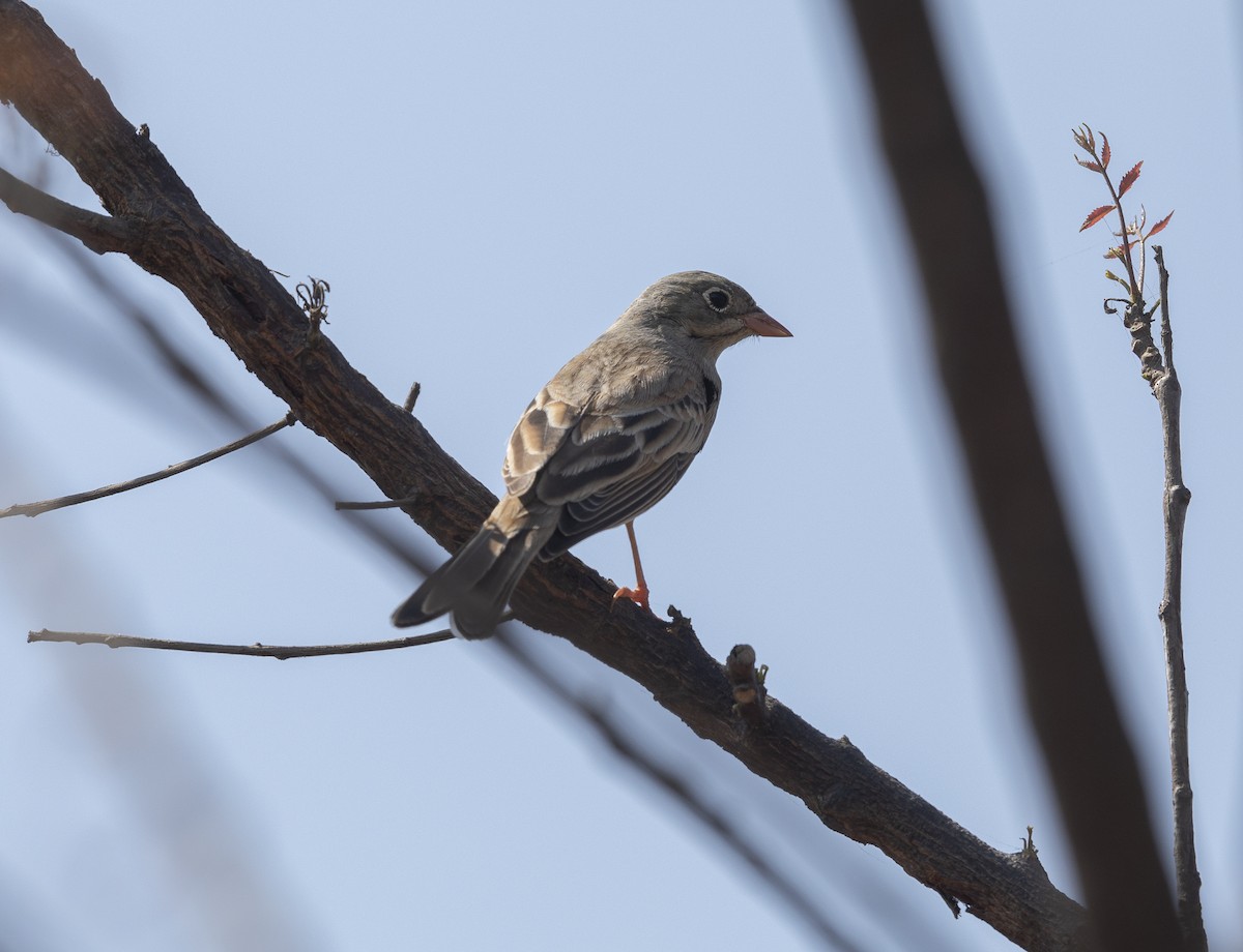 イワバホオジロ - ML646959912