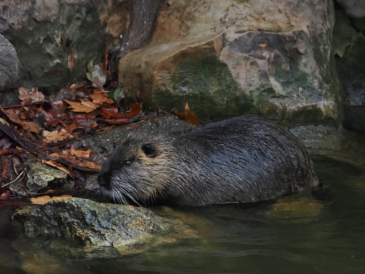 Nutria - ML646959918
