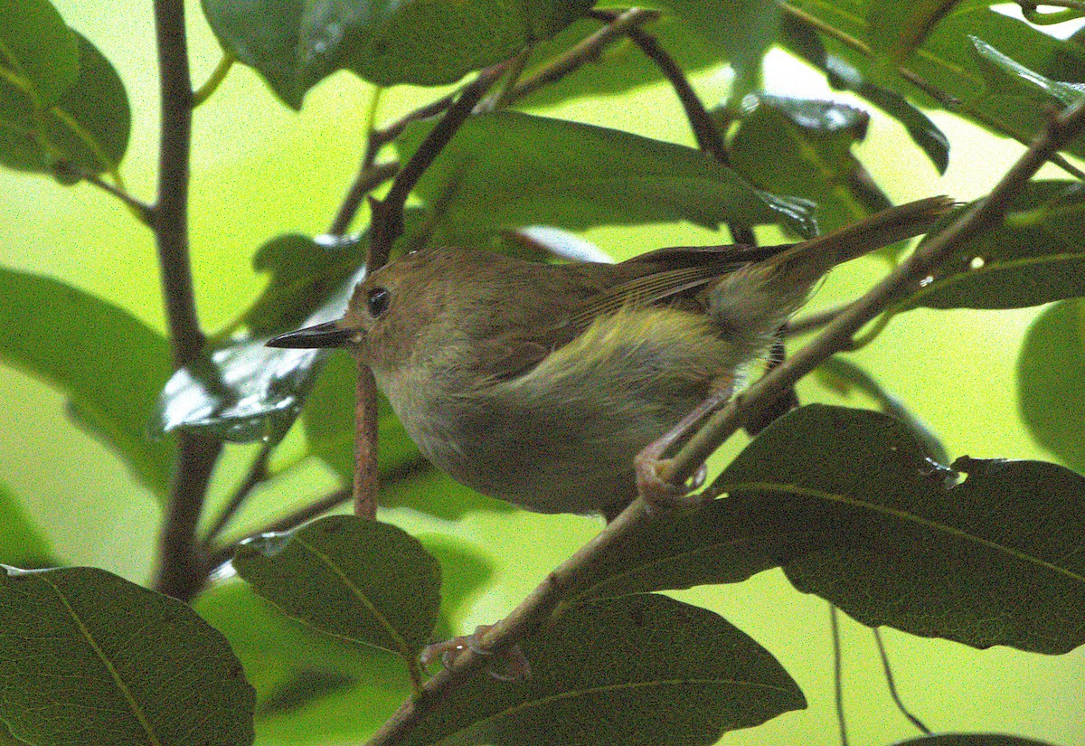 Large-billed Scrubwren - ML646959919