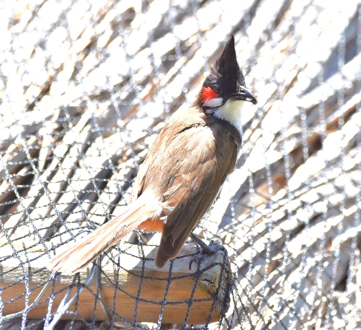 Red-whiskered Bulbul - ML646959920