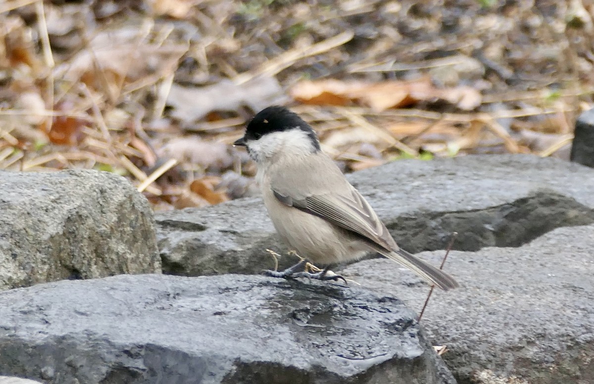 Kayın Baştankarası - ML646959921