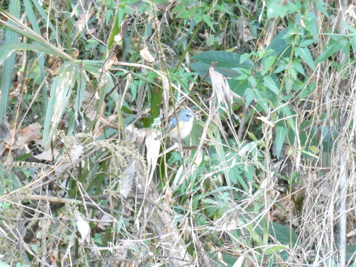 Red-flanked Bluetail - ML646959922