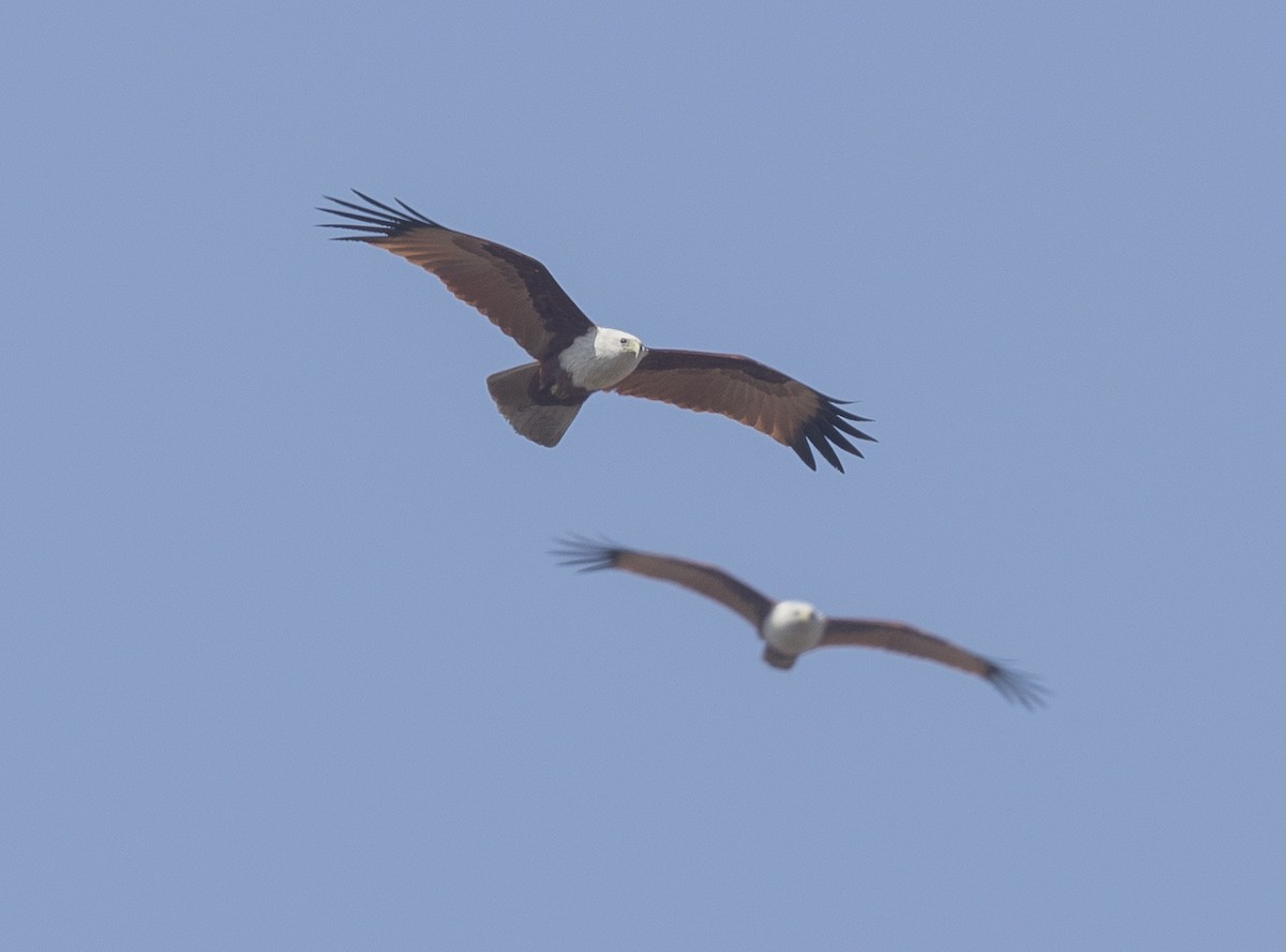 シロガシラトビ - ML646959926