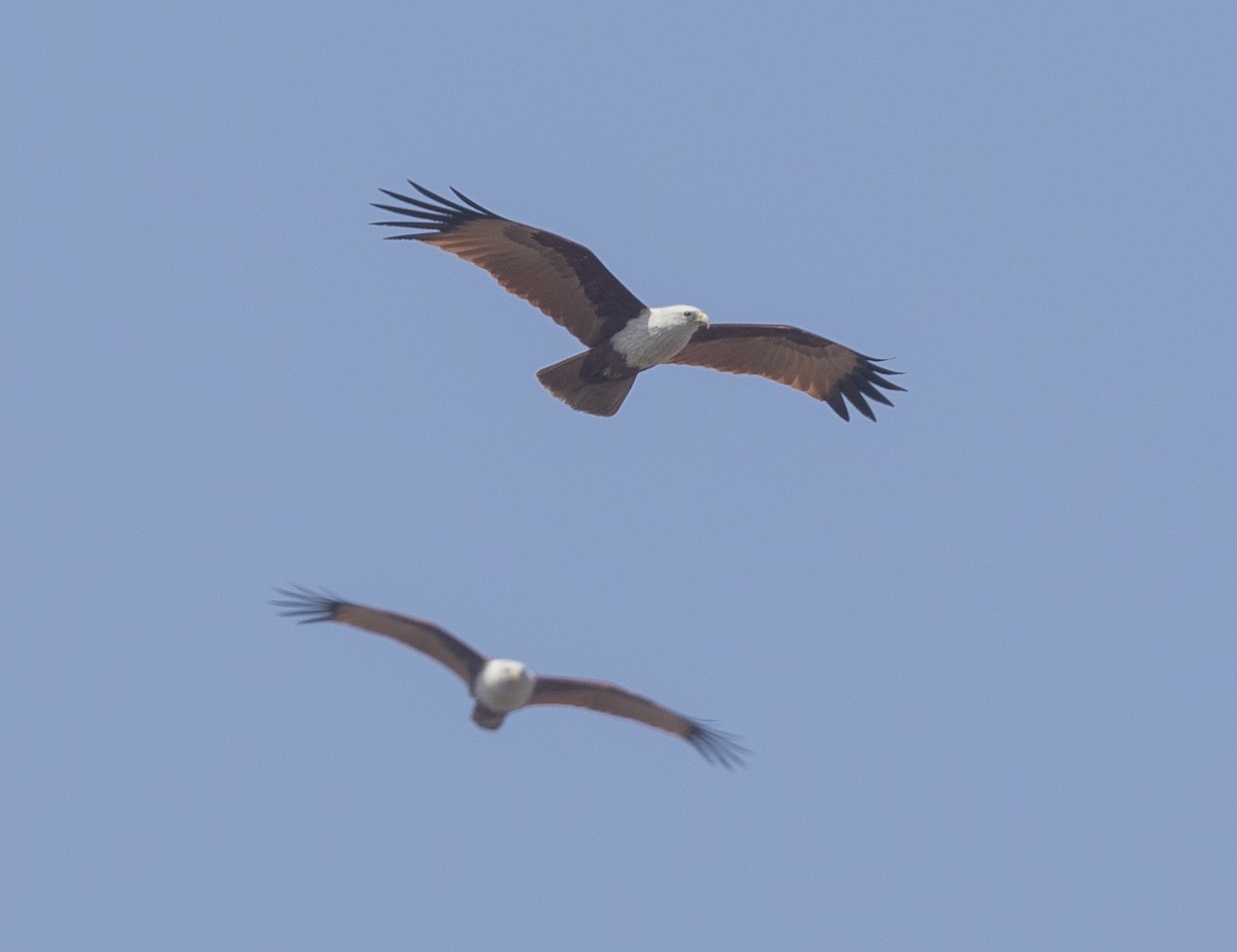 シロガシラトビ - ML646959927