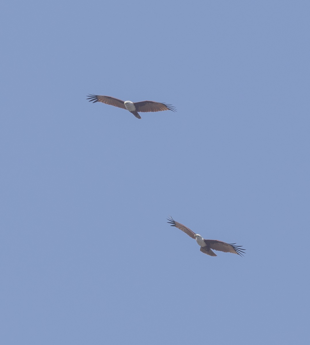 シロガシラトビ - ML646959929