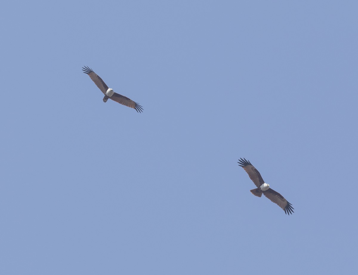 シロガシラトビ - ML646959930