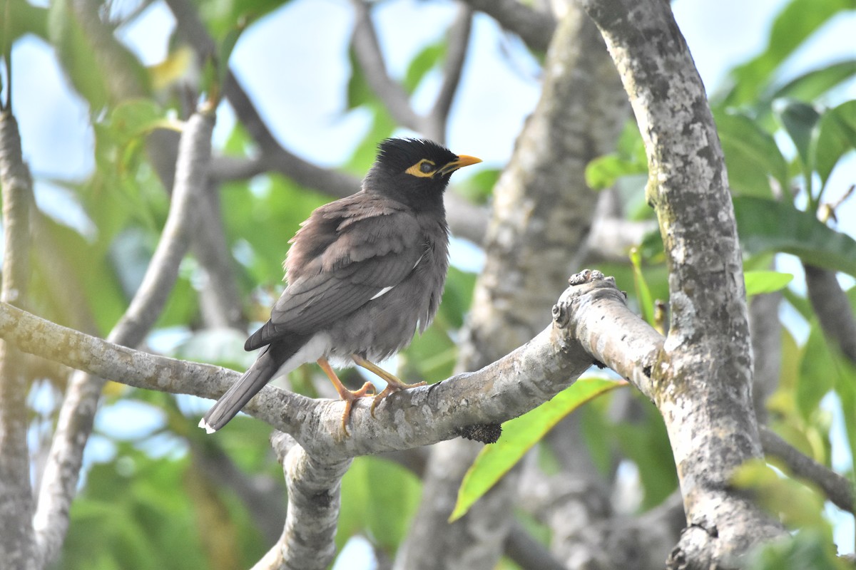 Common Myna - ML646959931