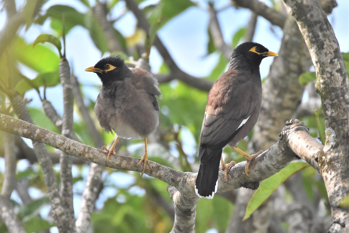 Common Myna - ML646959933