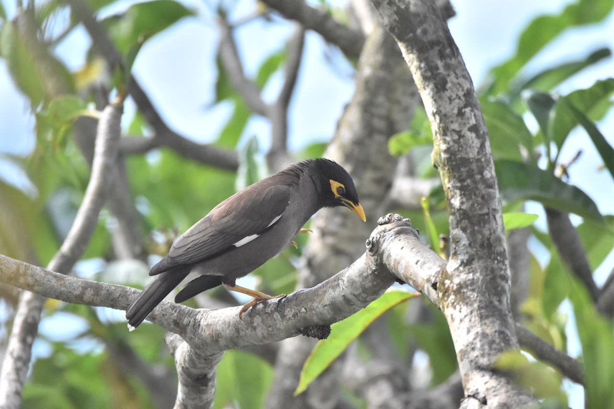 Common Myna - ML646959935