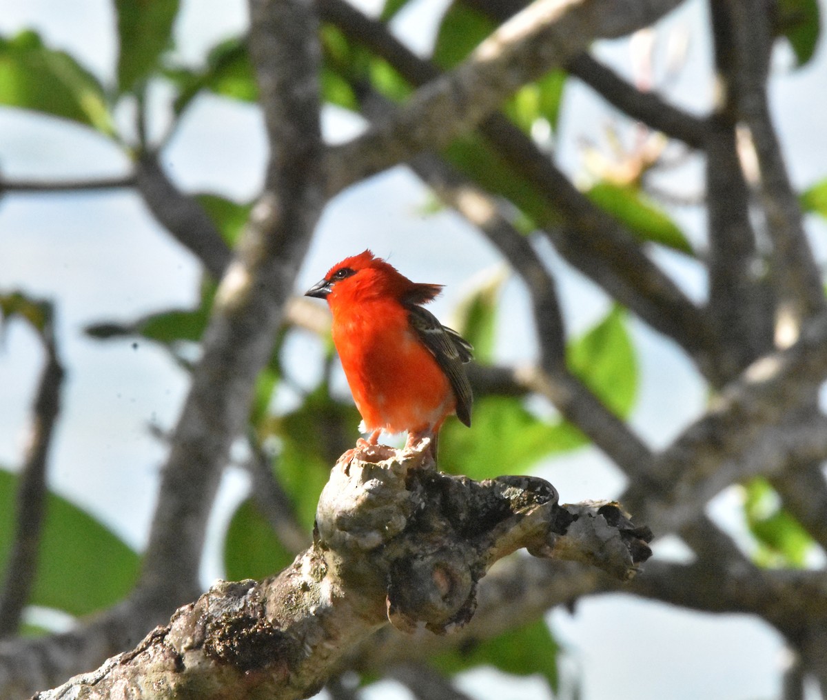 Red Fody - ML646959937