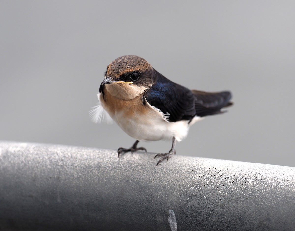Hirondelle à longs brins - ML646959939