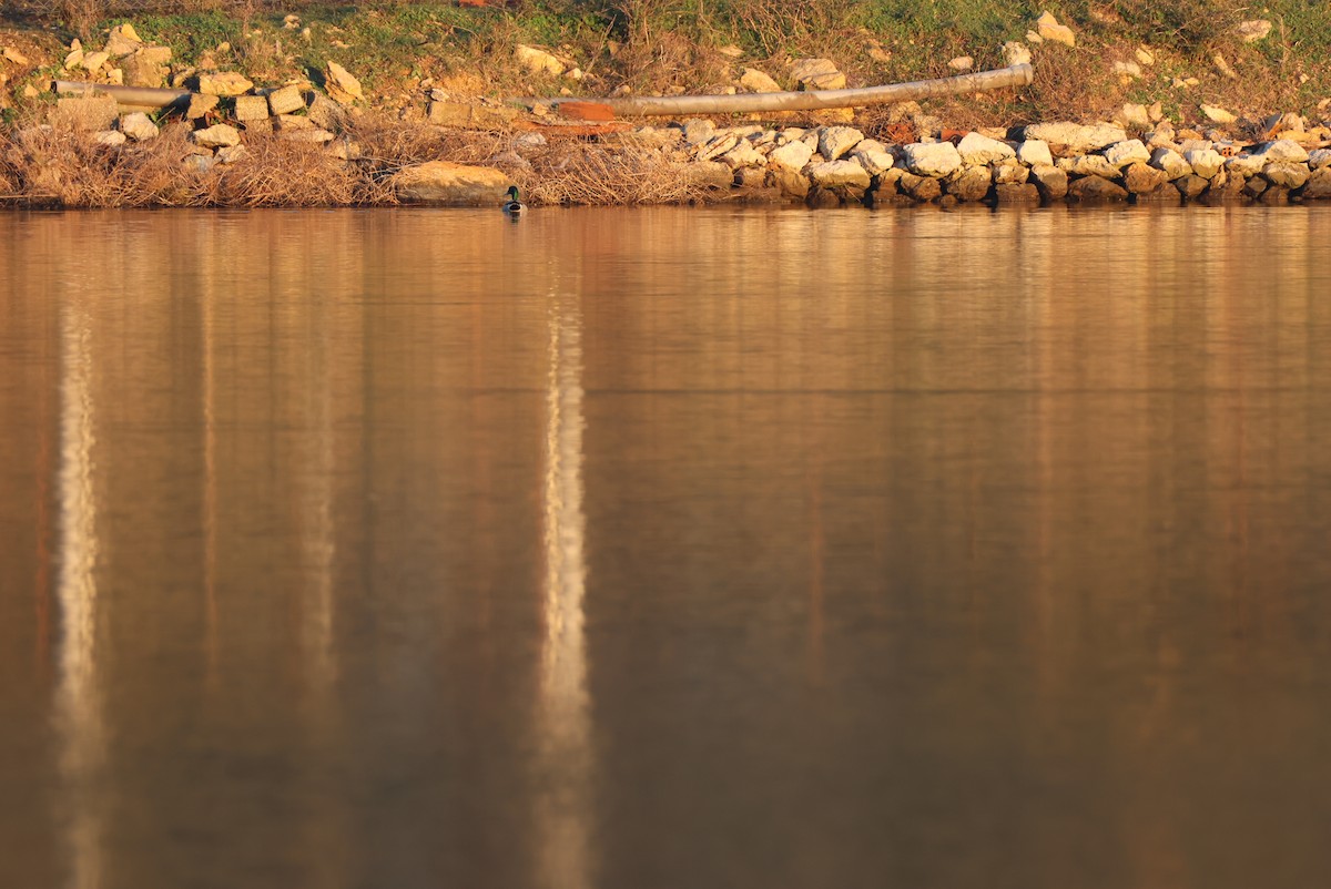 Mallard - ML646959945