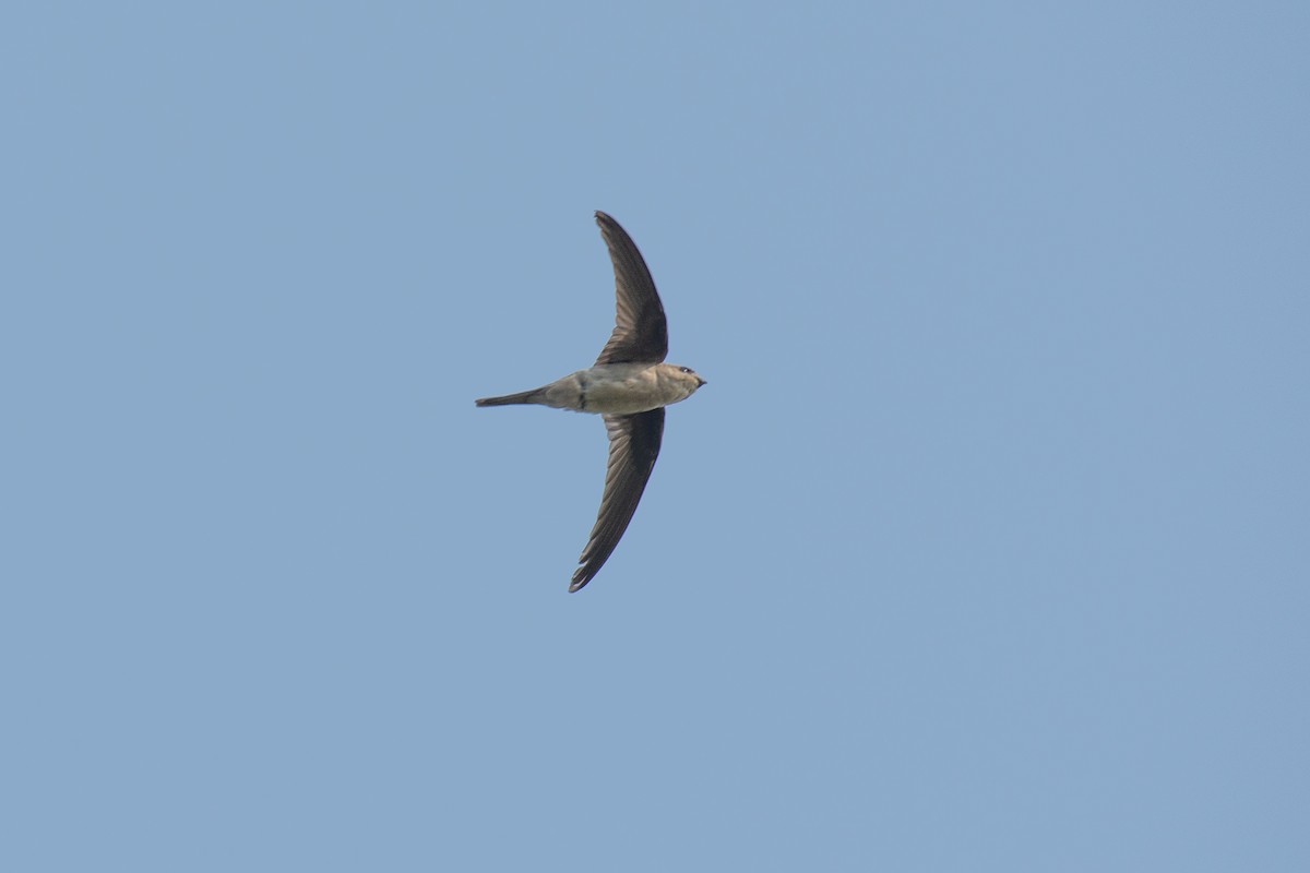Asian Palm Swift - ML646959946