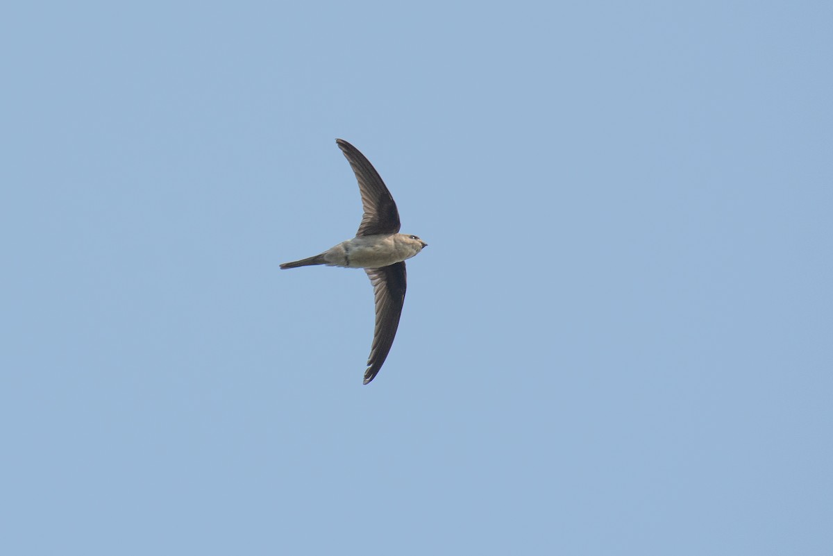 Asian Palm Swift - ML646959947