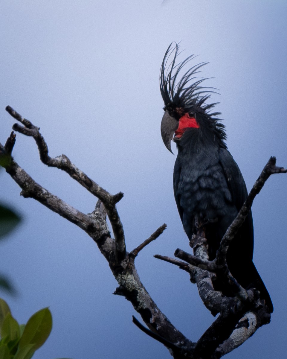 Palm Cockatoo - ML646959948