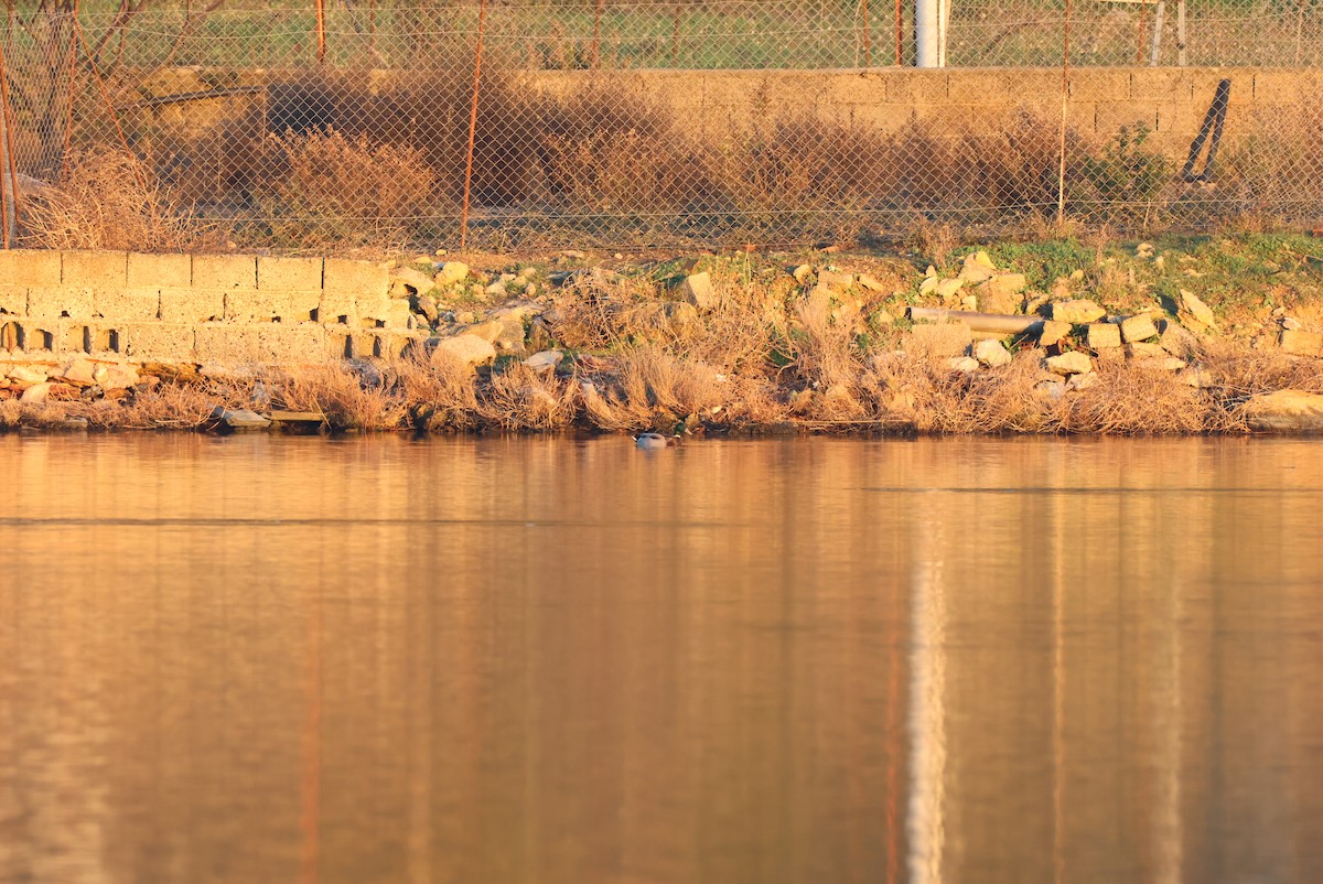 Mallard - ML646959950