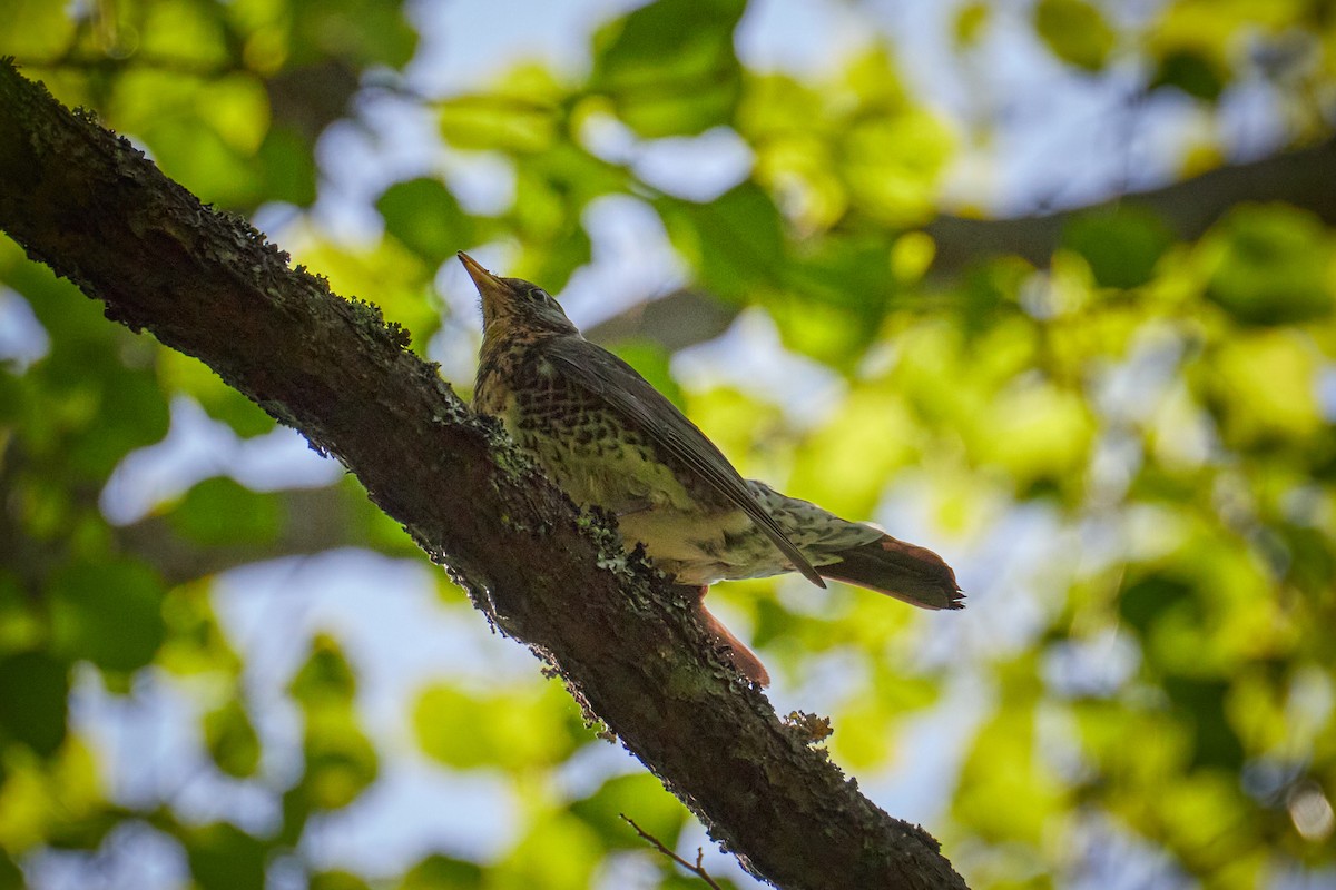 gråtrost - ML646959952