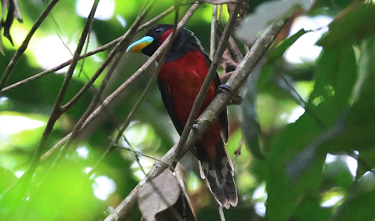 Black-and-red Broadbill - ML646959955