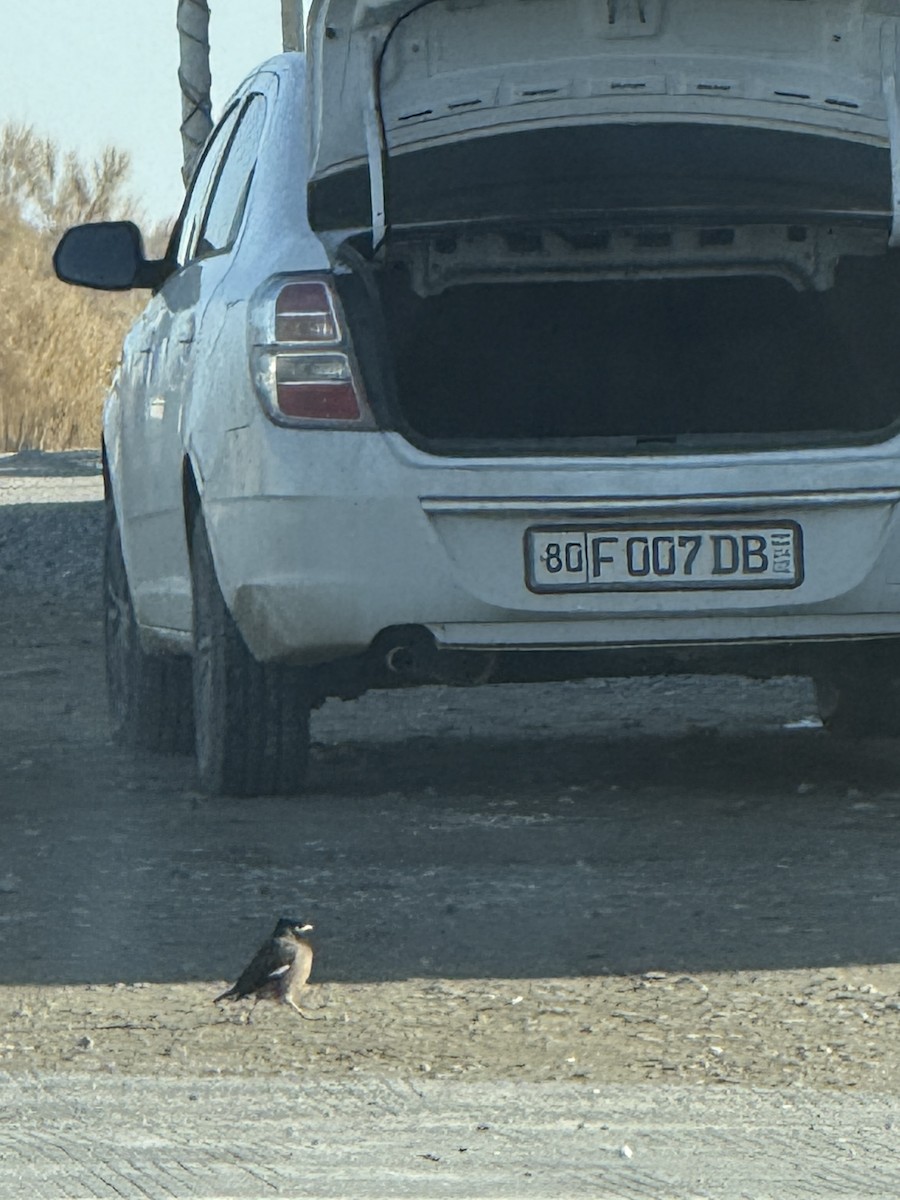 Common Myna - ML646959956