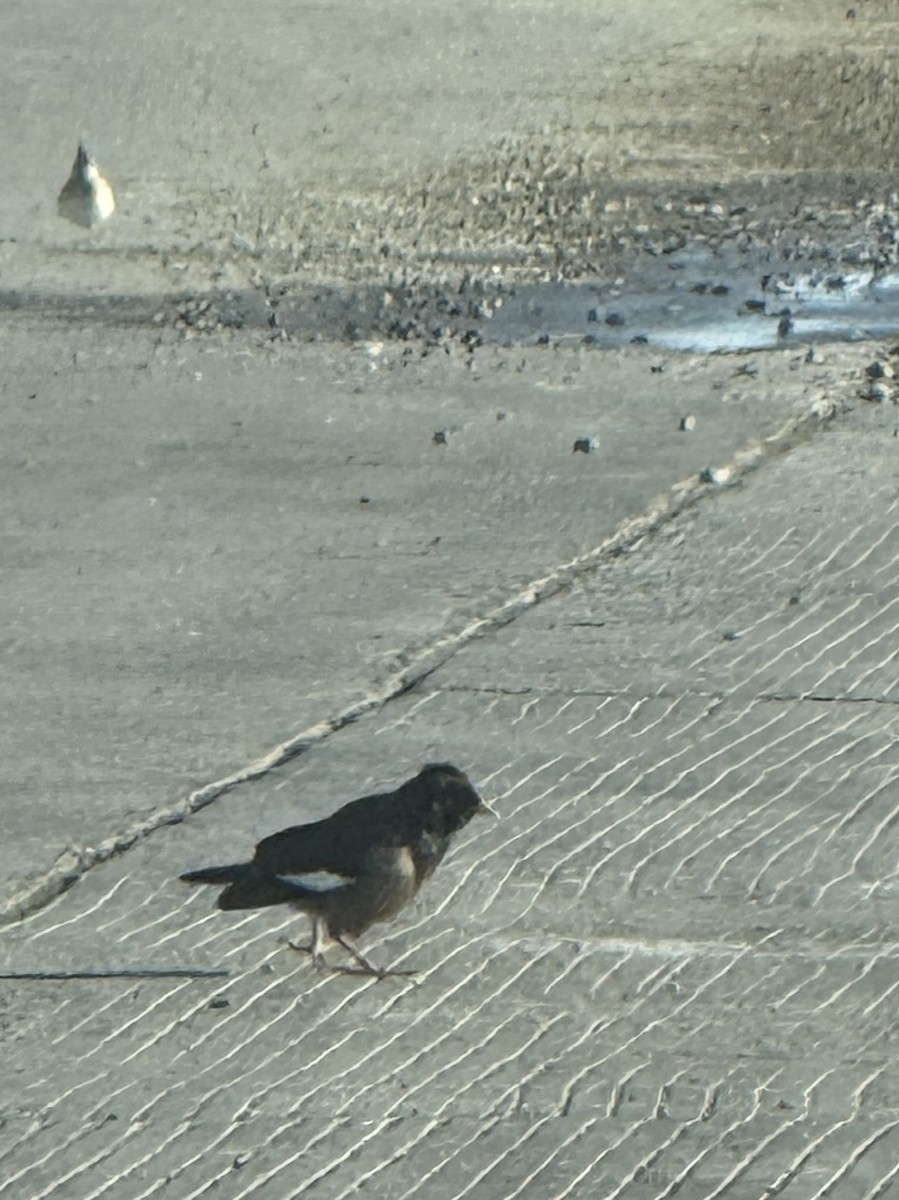 Common Myna - ML646959957