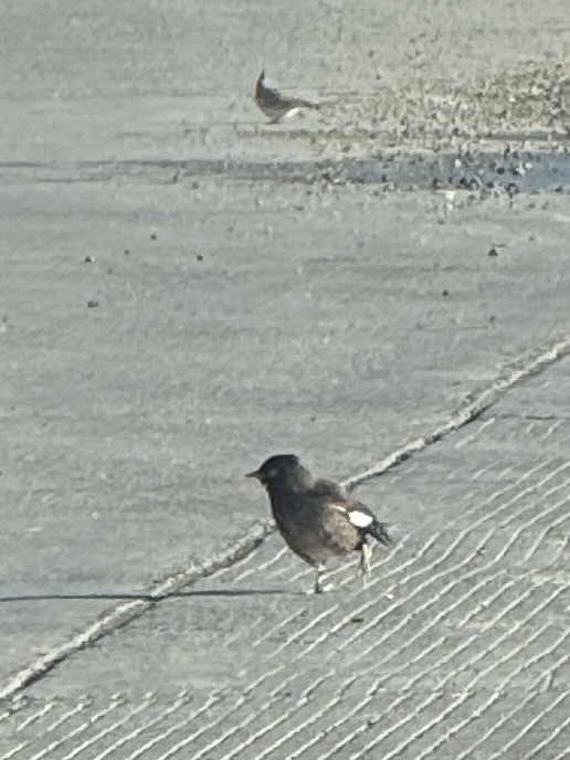 Common Myna - ML646959958