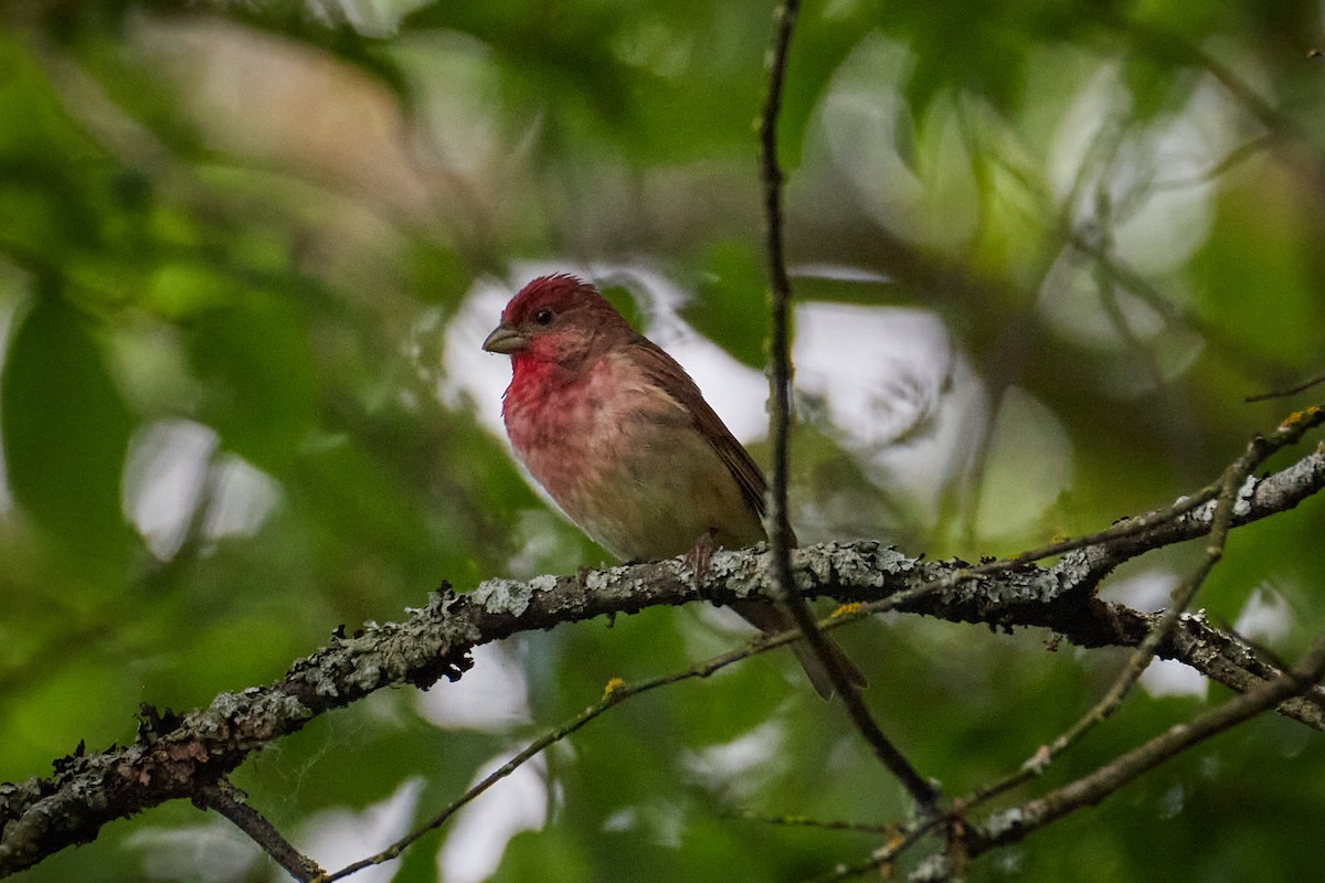 hýl rudý - ML646959959