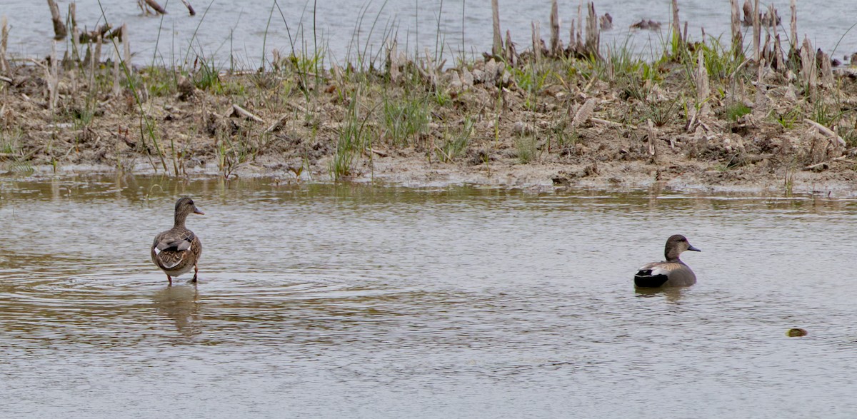 Boz Ördek - ML646959960