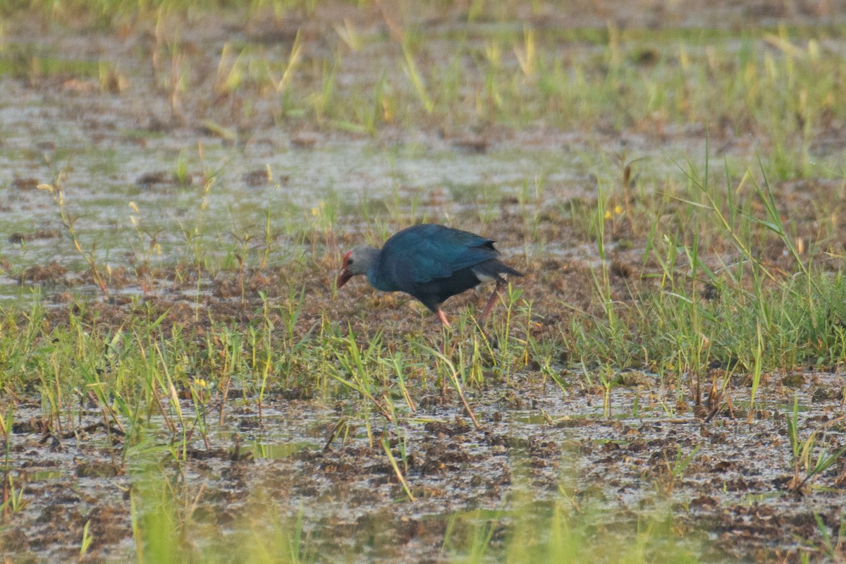 灰頭紫水雞 - ML646959961