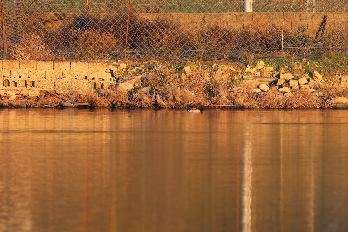 Mallard - ML646959962