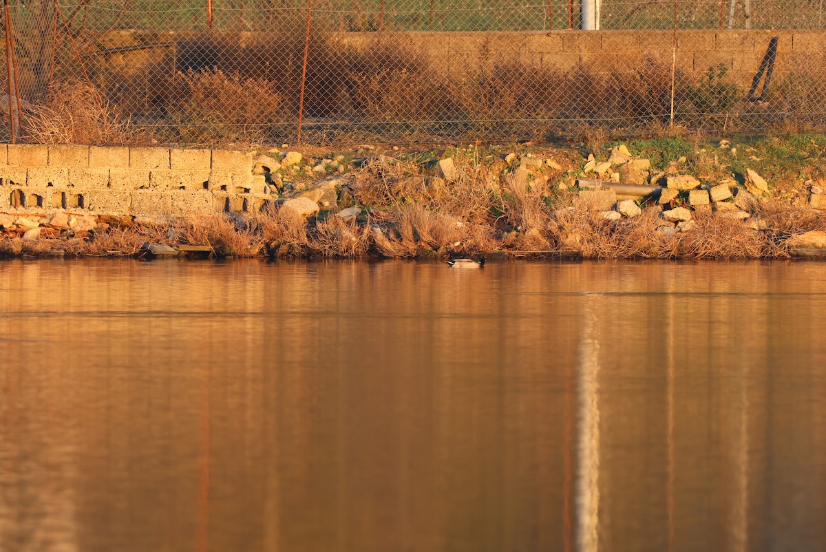 Mallard - ML646959969