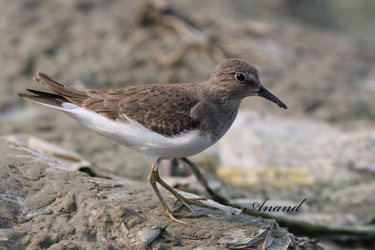 Белохвостый песочник - ML646959970