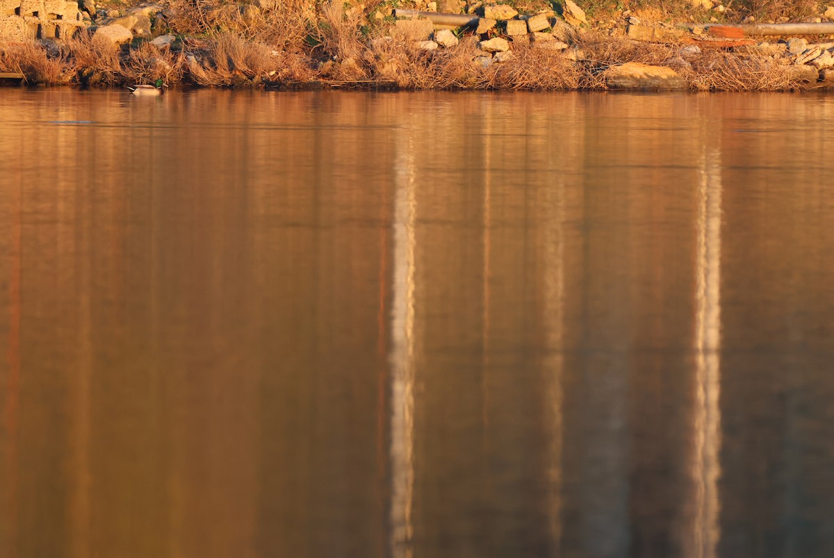 Mallard - ML646959971