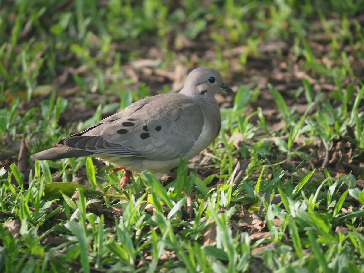 Eared Dove - ML646959973