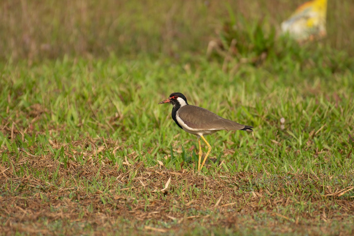Red-wattled Lapwing - ML646959978