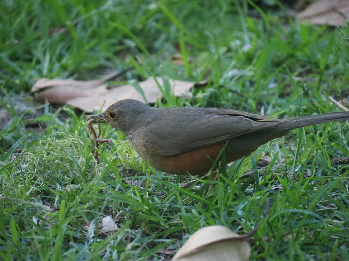 Rufous-bellied Thrush - ML646959979