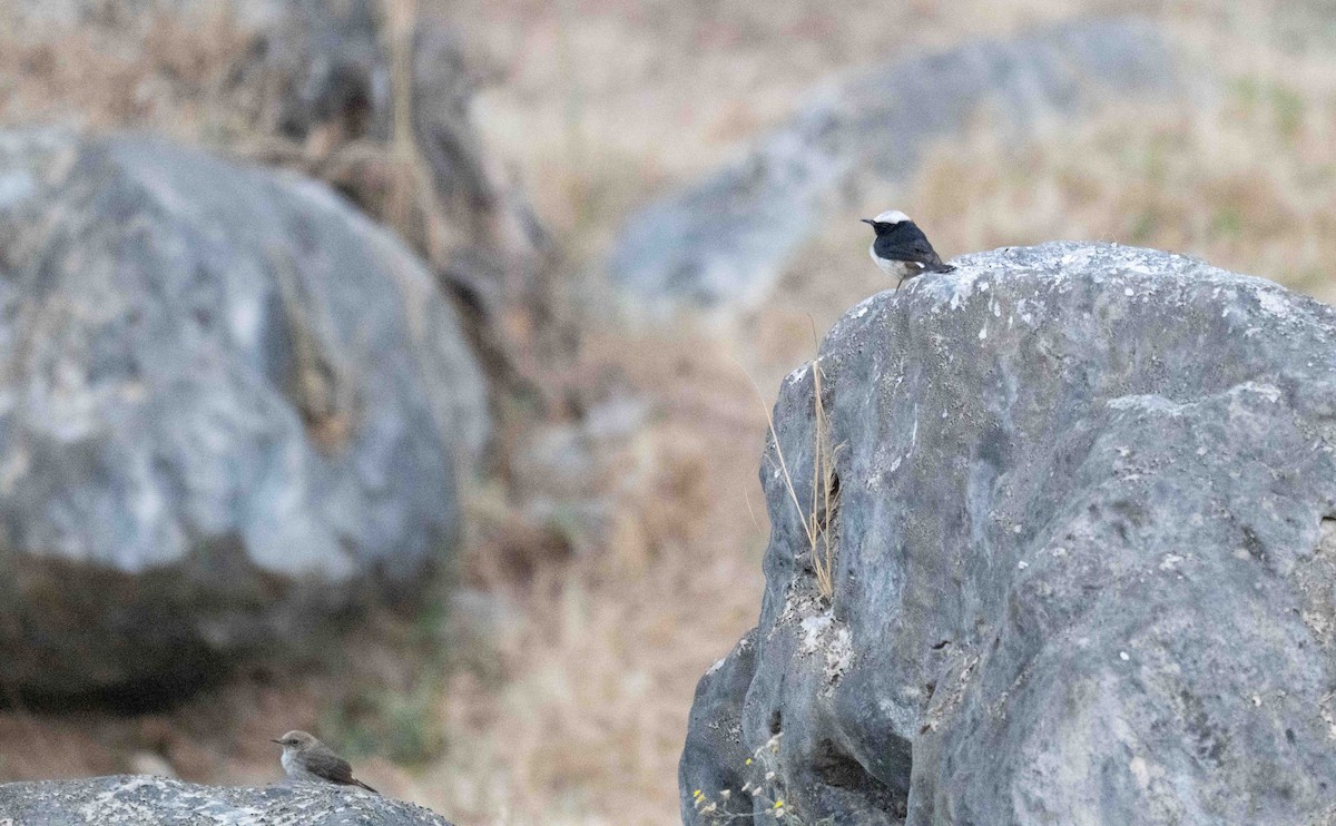 Arabian Wheatear - ML646959982