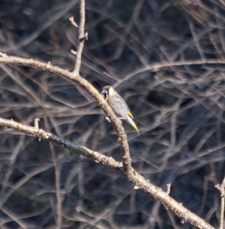 Arabian Grosbeak - ML646959983