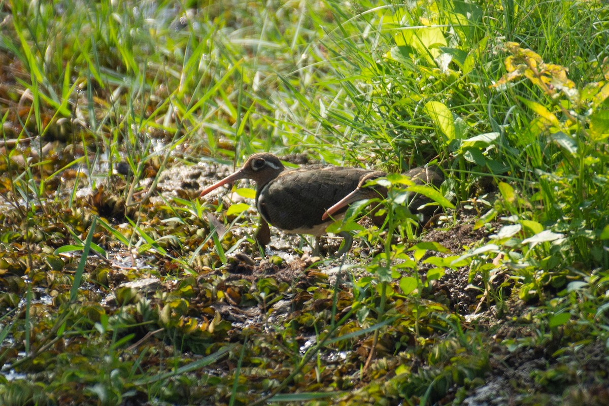 Greater Painted-Snipe - ML646959984