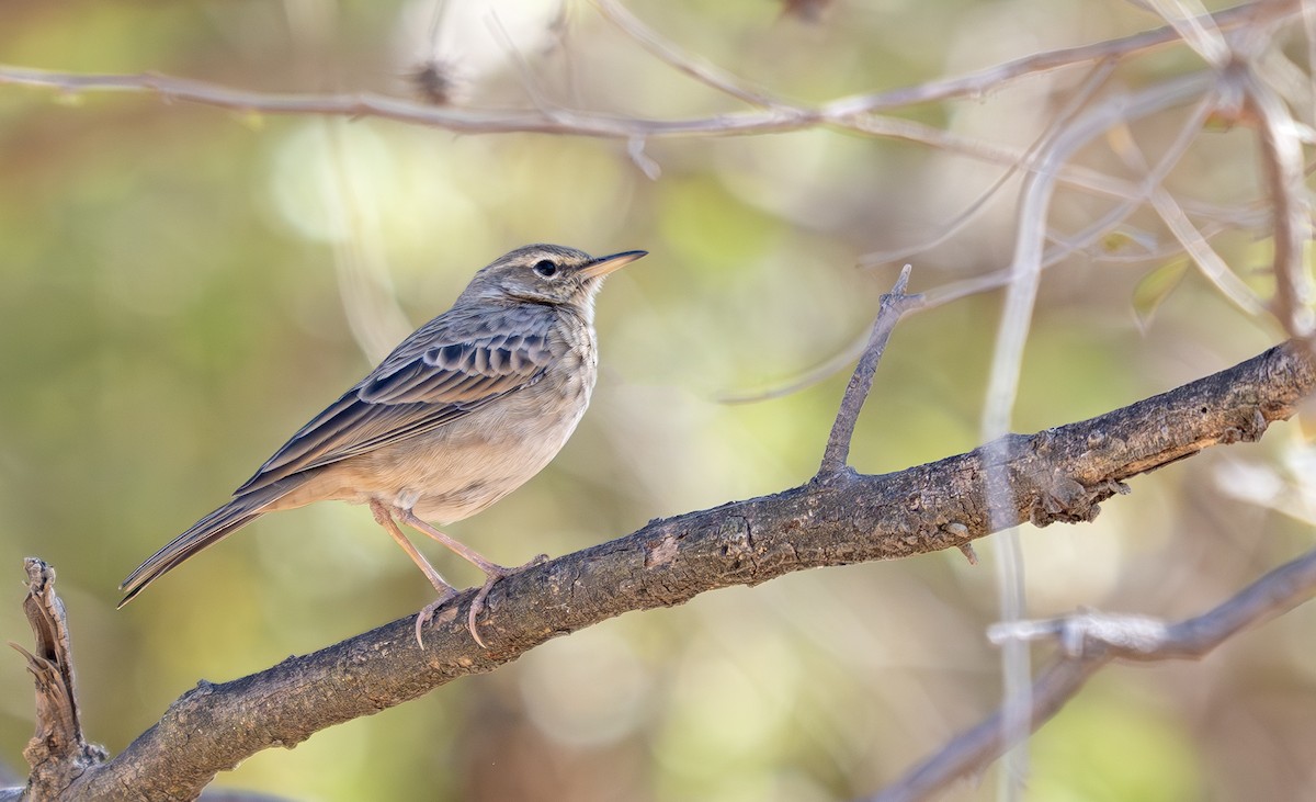 Long-billed Pipit - ML646959986