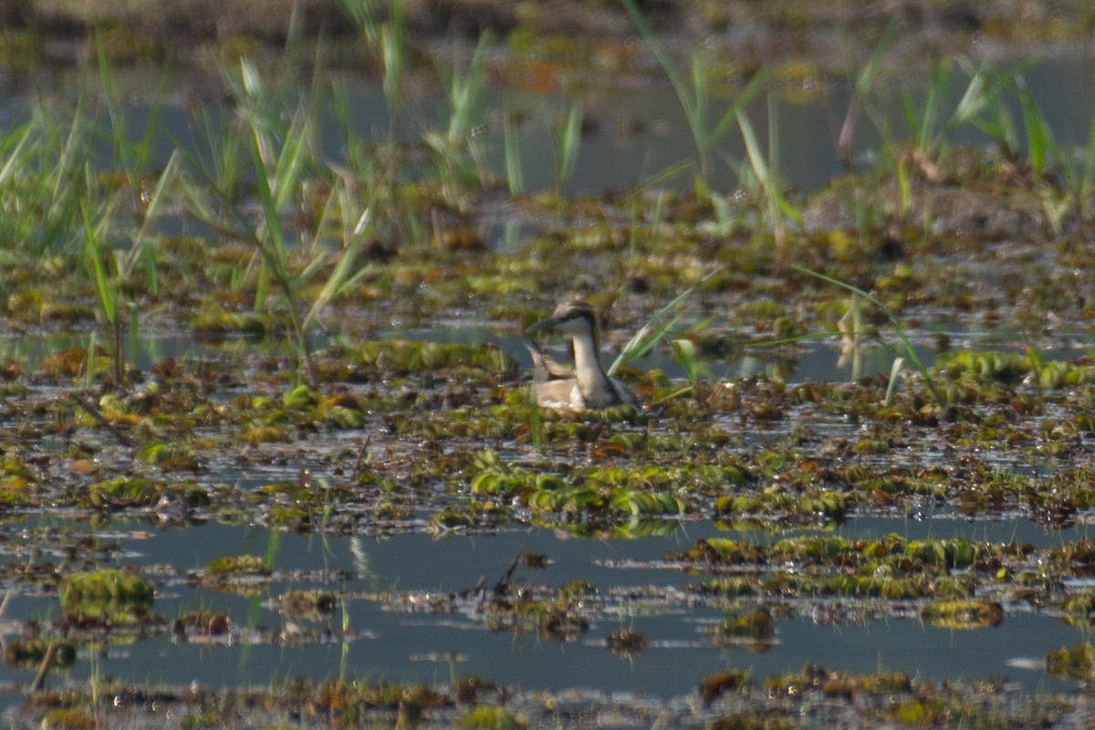 Pheasant-tailed Jacana - ML646959988