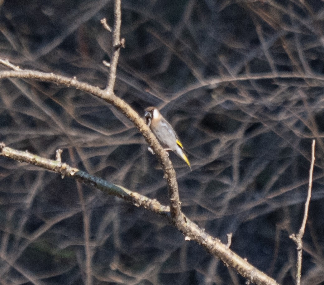 Arabian Grosbeak - ML646959989
