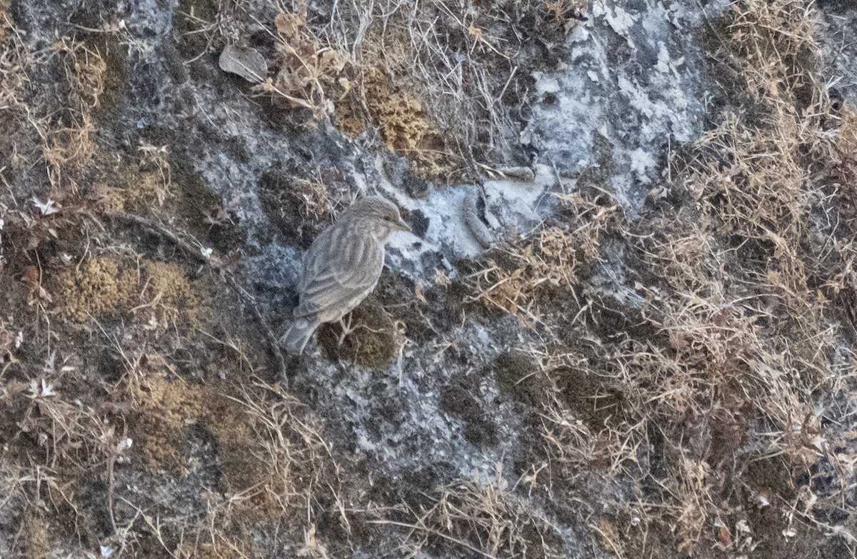 Yemen Serin - ML646959990