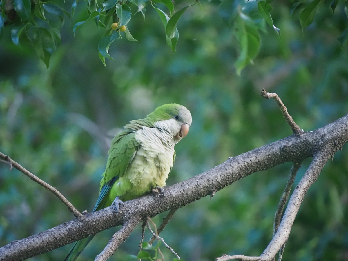Monk Parakeet - ML646959991