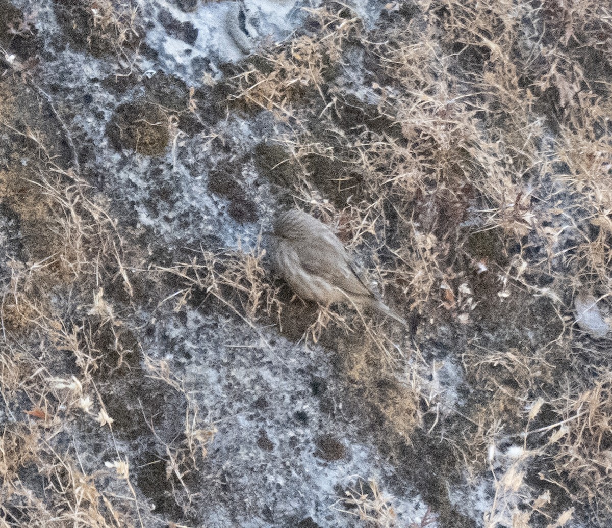 Yemen Serin - ML646959992