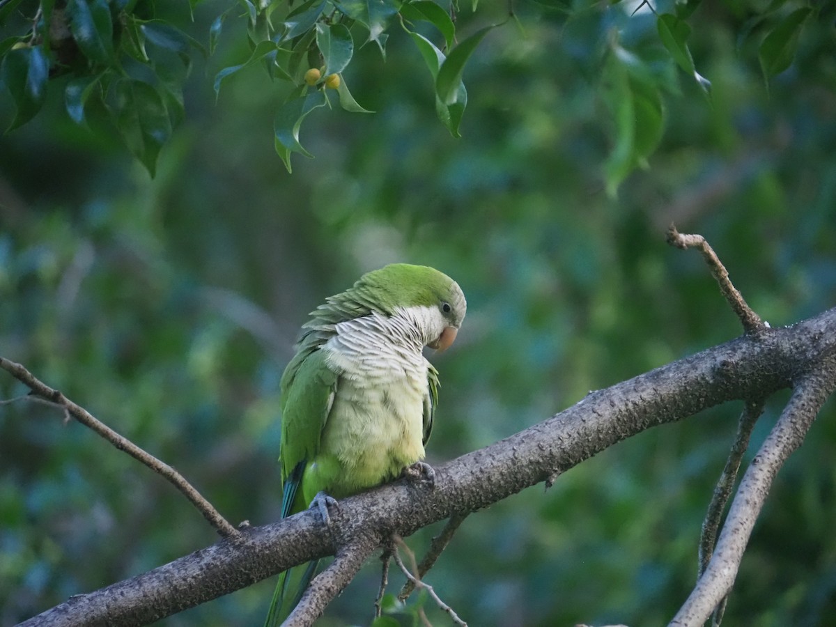 Monk Parakeet - ML646959993