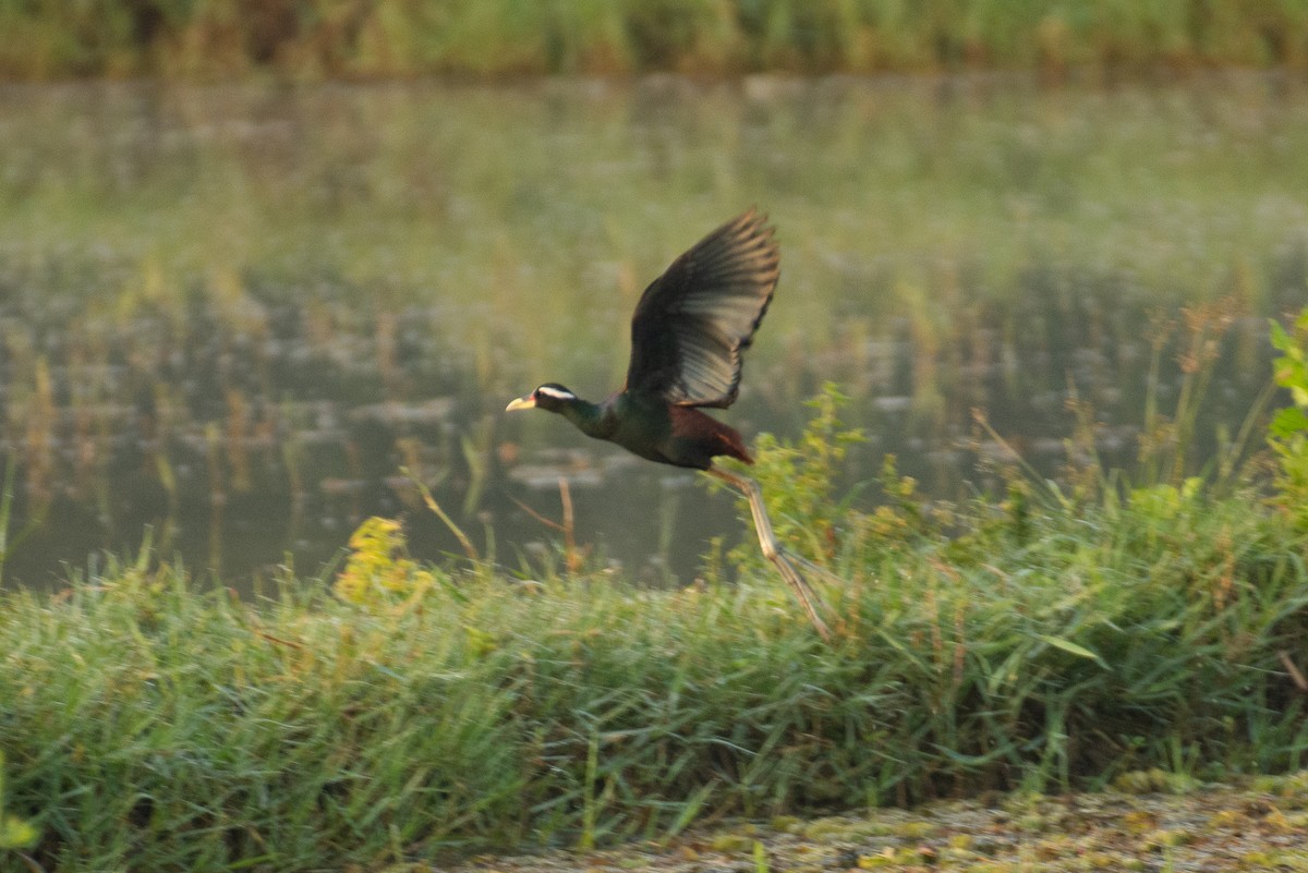 Bronze-winged Jacana - ML646959995