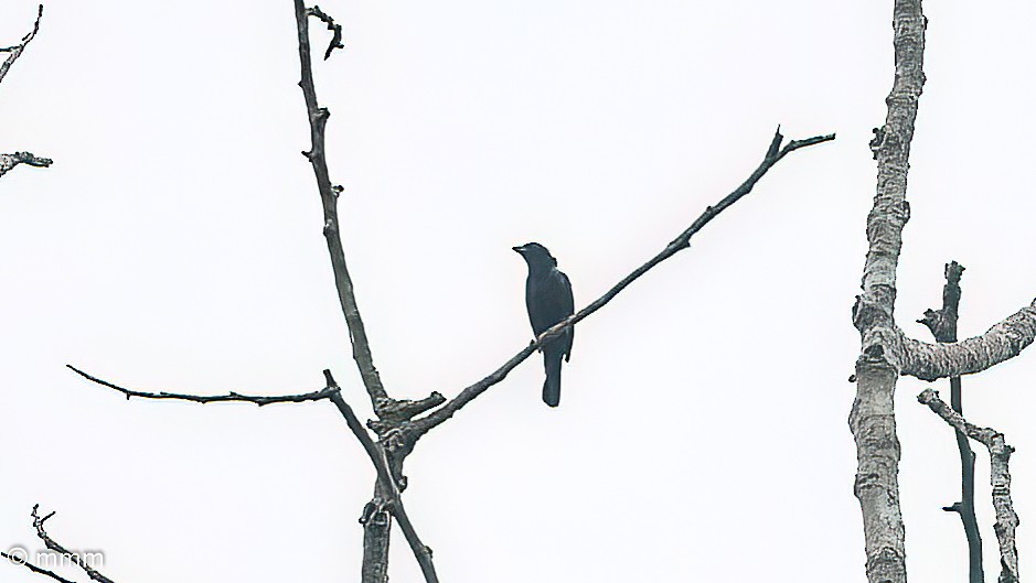 Gray-headed Nigrita - ML646959996