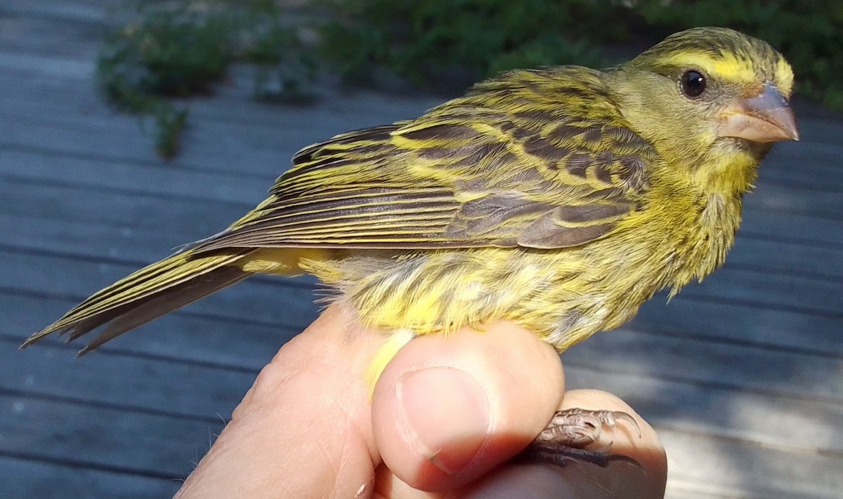 Щедрик лісовий - ML646960002